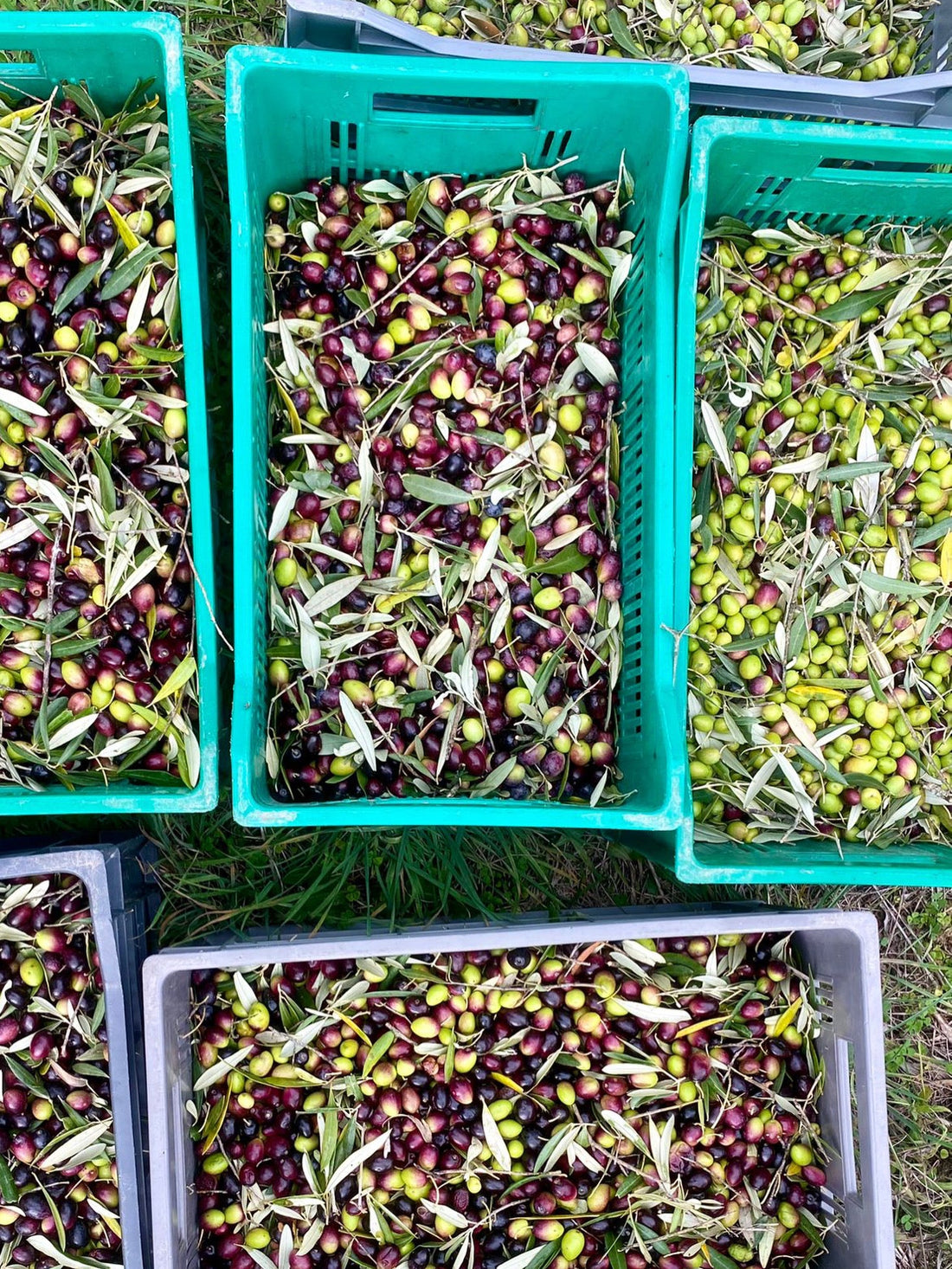 L'oléiculture en Ardèche : autant de paysages, autant de variétés, autant de saveurs