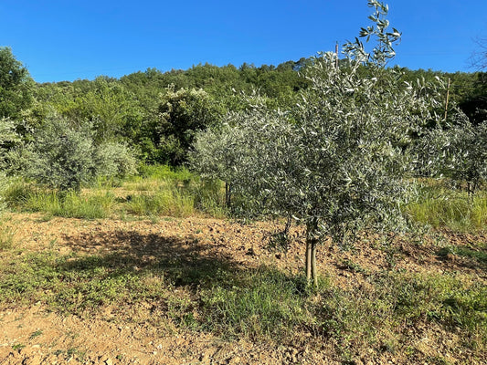 L'olivier, arbre de patience : combien d'années avant qu'il produise ses premières olives ?