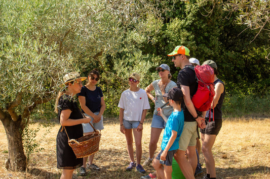 Visiter une oliveraie en Sud Ardèche : à quoi s'attendre lors d'une visite-dégustation au Domaine des Gorges