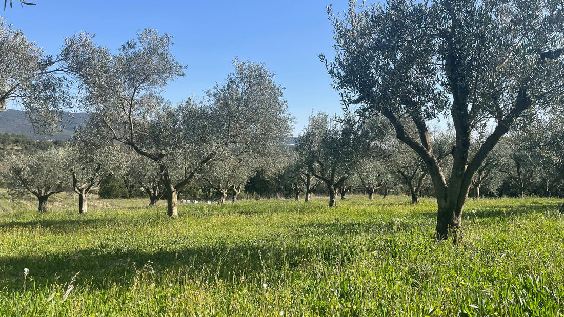 Oliveraie bio du Domaine des Gorges, agriculture biologique certifiée Bureau Veritas FR-BIO-10