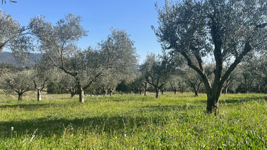 Oliveraie bio du Domaine des Gorges, agriculture biologique certifiée Bureau Veritas FR-BIO-10