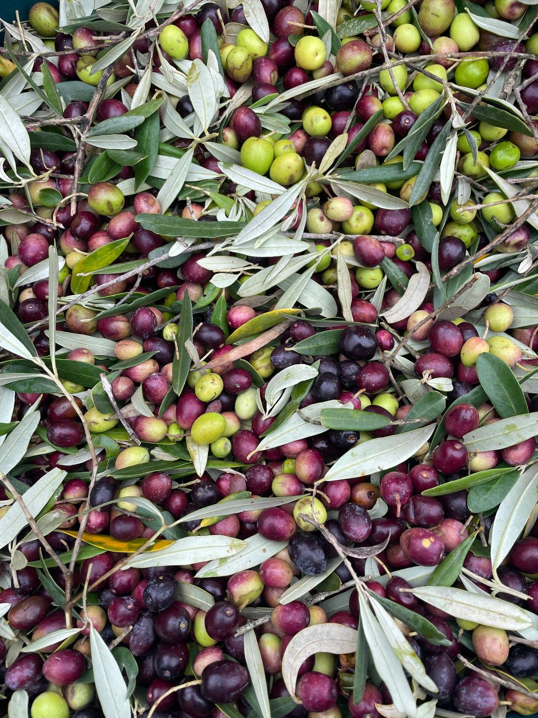 Véraison : quand l'olive vire au violet (et ce que cela change pour l'huile)