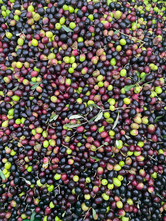 Fruité vert, fruité mûr, fruité noir : comprendre les trois familles d'huiles d'olive